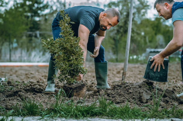 The Steps Involved in Our Tree Care Process in Bryant, WA